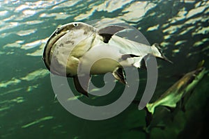 Mekong giant catfish