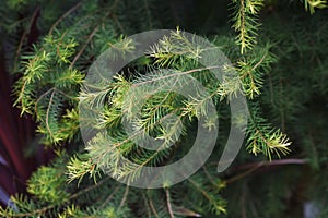 Melaleuca alternifolia  Narrow-leaved paperbark Tea tree .