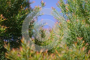 Melaleuca bracteata macro leaves small world Melaleuca bracteata