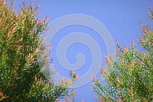Melaleuca bracteata macro leaves small world Melaleuca bracteata