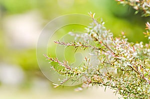 Melaleuca bracteata or weeping willow