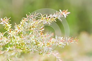 Melaleuca bracteata or weeping willow photo