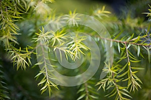 Melaleuca bracteata - white cloud tree close-up view