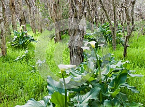 Melaleuca and Calla Lily Forest