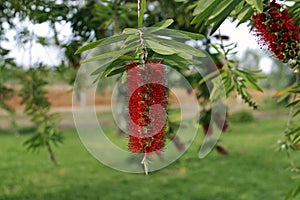 Melaleuca citrina, Callistemon citrinus or Callistemon lanceolatus