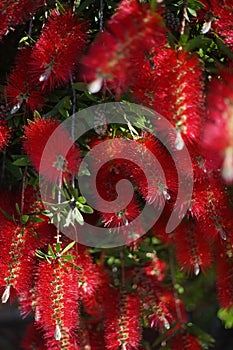 Melaleuca citrina, commonly known as common red, crimson or lemon bottlebrush