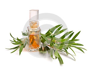 Melaleuca essential oil in the pharmaceutical bottle with twigs.