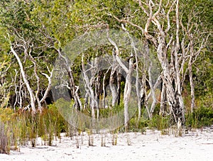 Melaleuca Forest near a white sand beach, Australia