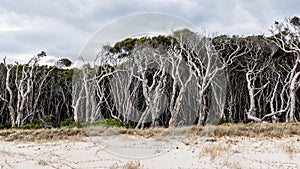 Melaleuca Forest near a white sand beach, Australia