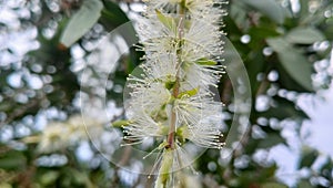 Melaleuca leucadendra