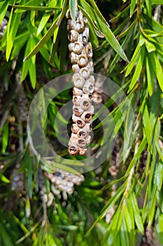 Melaleuca leucadendra seed on stem. Callistemon lemon fruit. Vertical photography