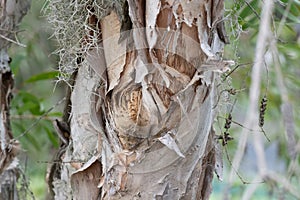 Melaleuca Leucadendra Weeping Paperbark tree and vine