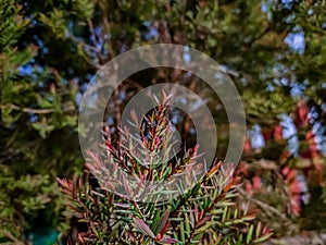 Melaleuca linariifolia is a plant in the myrtle family Myrtaceae, and is endemic to eastern Australia