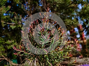 Melaleuca linariifolia is a plant in the myrtle family Myrtaceae, and is endemic to eastern Australia