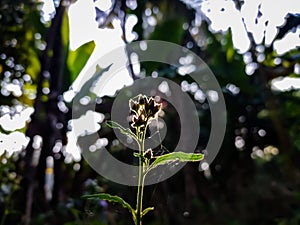 Melaleuca linariifolia is a plant in the myrtle family Myrtaceae, and is endemic to eastern Australia