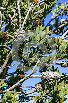 Melaleuca nesophila - knobs on tree branches at Avalon on Catalina Island in the Pacific Ocean, California