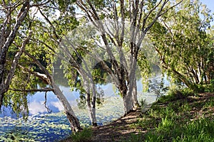 Melaleuca paper bark tree on edge of river