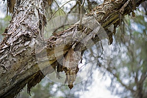 Melaleuca (Paperbark) Tree in Swamp