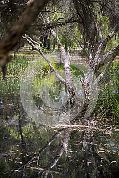 Melaleuca (Paperbark) Trees in Swamp