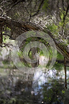 Melaleuca (Paperbark) Trees in Swamp