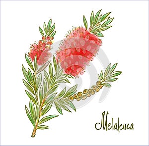 Melaleuca or paperbarks, honey-myrtles or tea-trees. Vector illustration
