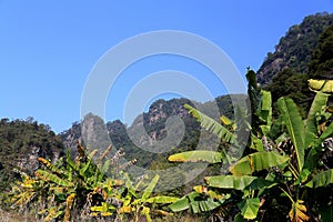 The melaleuca peak in Fengkai National Geological Park