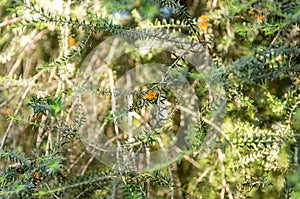 Melaleuca Pressiana Native From Australia