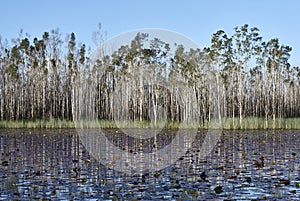 Melaleuca Scrub, Swamp-grass and Water Lillies with Blue Sky