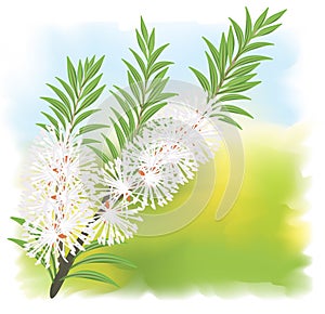 Melaleuca - tea tree.