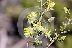 Melaleuca Thymoides Sand wattle Myrtle wildflower