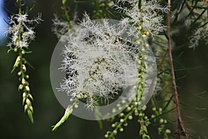 Melaleuca Tree in Bloom