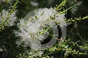 Melaleuca Tree in Bloom