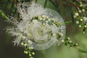 Melaleuca Tree in Bloom