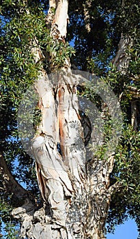 Melaleuca tree in Laguna Woods, California.