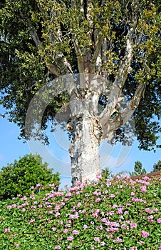 Melaleuca tree in Laguna Woods, California.