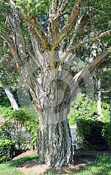 Melaleuca tree trunk in Laguna Woods, California.