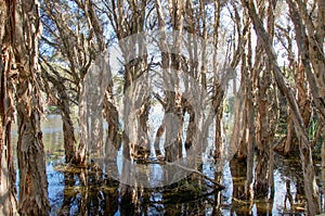 Melaleuca Trees