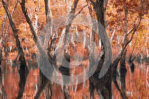 Melaleuca trees Wetland