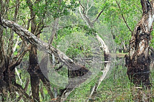 Melaleuca trees Wetland