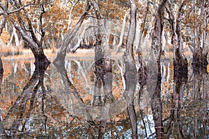 Melaleuca trees Wetland