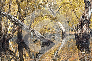 Melaleuca trees Wetland