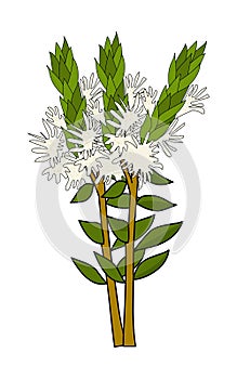 Melaleuca vector illustration
