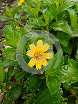 Melampodium paludosum in the garden