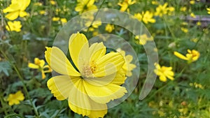 Melampodium yellow flower