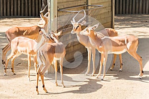 Melampus Petersi, also known as black-faced impalas, are pictured standing in a field under the sun