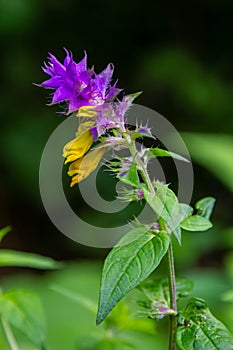 Melampyrum flower, Melampyrum nemorosum. Bumblebee on flower. Concept of seasons, ecology, natural green pharmacy