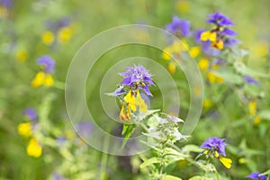 Melampyrum flower, Melampyrum nemorosum. Concept of seasons, ecology, natural green pharmacy,