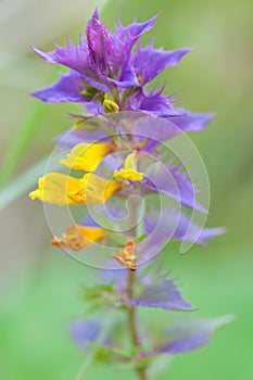 Melampyrum nemorosum