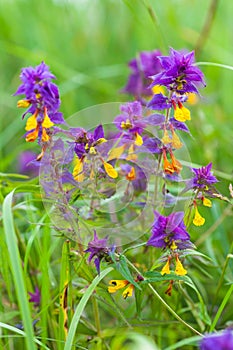 Melampyrum nemorosum