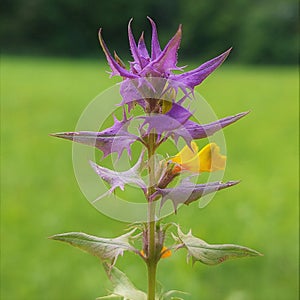 Melampyrum nemorosum